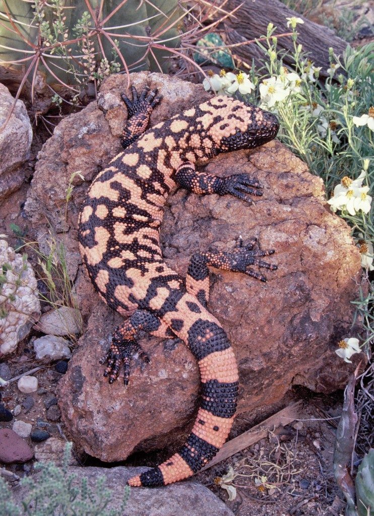 photo of a Gila monster