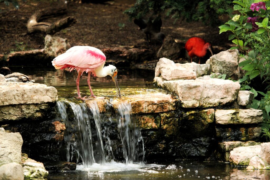 photo of the bird Roseate Spoonbill