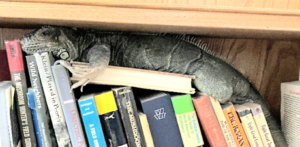 iguana resting on books on shelf
