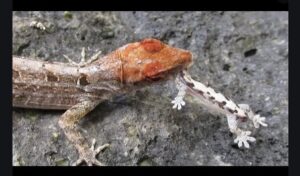 lizard eating lizard