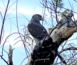 photo Cooper's Hawk Accipiter cooperii