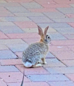 photo Desert Cottontail Sylvilagus audubonii