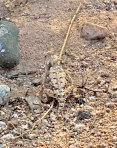 photo Regal Horned Lizard Phrynosoma solare