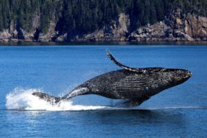 photo of humpback whale